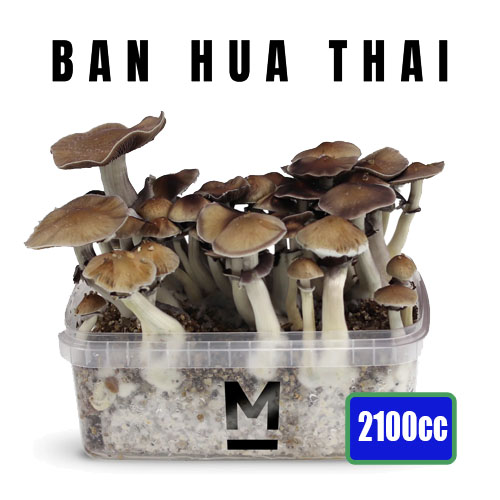 Thai XL Mycelium box - 2100 ML