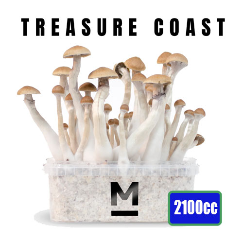 Treasure Coast XL Mycelium box - 2100 ML