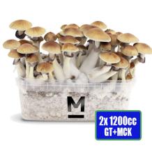images/productimages/small/2x-magic-mushroom-growbox-golden-teacher-mckennaii.jpg