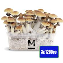 images/productimages/small/3x-1200cc-magic-mushroom-growkit.jpg