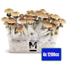 images/productimages/small/4x-1200cc-magic-mushrooms-growkit.jpg