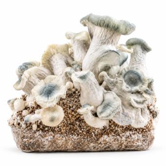 APE Albino Penis Envy XXL Ready to Grow kweekzak met volgroeide paddo's