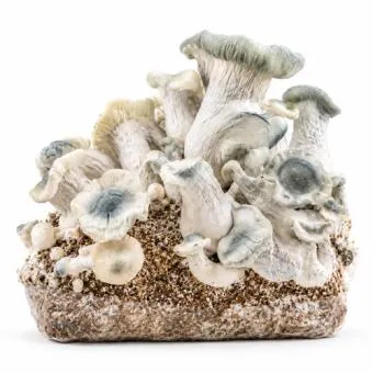 APE Albino Penis Envy XXL Ready to Grow kweekzak met volgroeide paddo's