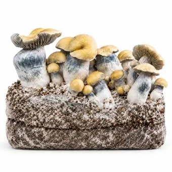 Bluey Vuitton XXL Ready to Grow kweekzak met volgroeide paddo's