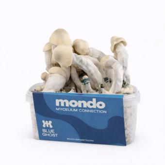 Blue Ghost 1200cc grow kit by Mondo, box with the M logo