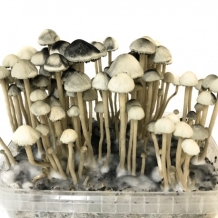 images/productimages/small/copelandia-hawaiian-mushroom-growkit.jpg