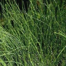 images/productimages/small/ephedra-sinica-seeds.jpg