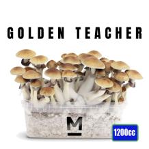 images/productimages/small/golden-teacher-gt-magic-mushroom-growkit-1200cc-medium.jpg
