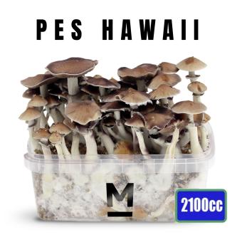 images/productimages/small/hawaii-magic-mushroom-growbox.jpg