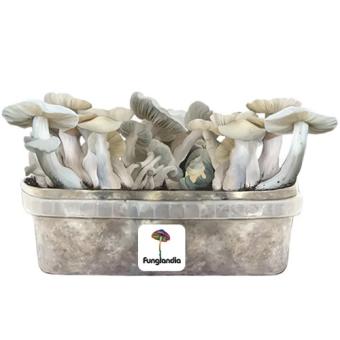 images/productimages/small/jack-frost-magic-mushrooms-growing-set.jpg