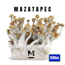 images/productimages/small/mazatapec-maz-magic-mushroom-growkit-1200cc-medium.jpg