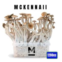 images/productimages/small/mckennaii-magic-mushroom-growkit-1200cc-medium.jpg