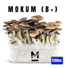 images/productimages/small/mockum-b-magic-mushroom-growkit-1200cc-medium.jpg