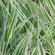 images/productimages/small/phalaris.jpg