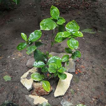 images/productimages/small/psychotria-viridis-seeds-plant-growing.jpg