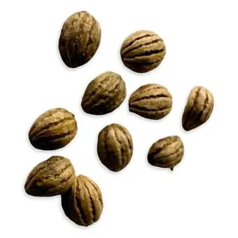 Acacia Confusa Seeds | Avalon Magic Plants