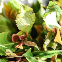 images/productimages/small/seeds-khat-qat-catha-edulis.jpg