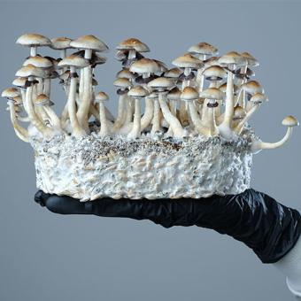 images/productimages/small/the-originals-magic-mushroom-growkit-2.jpg