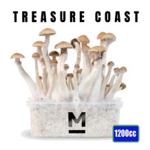 images/productimages/small/treasure-coast-magic-mushroom-growkit-1200cc-medium.jpg