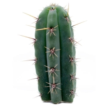 images/productimages/small/trichocereus-cuzcoensis-cutting.jpg