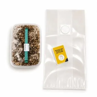 Magic mushroom grow kit 1200cc, tray with colonised substrate and grow bag with reusable seal