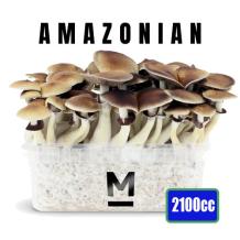 images/productimages/small/xl-amazonian-magic-mushroom-growkit-1200cc-medium.jpg