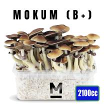 images/productimages/small/xl-mockum-b-magic-mushroom-growkit-1200cc-medium.jpg