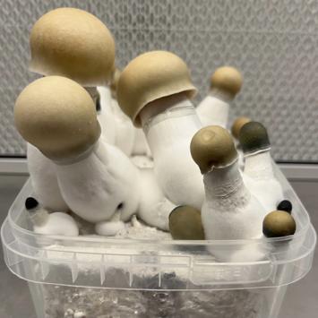 Bluey Vuitton Mushroom grow kit - Funglandia