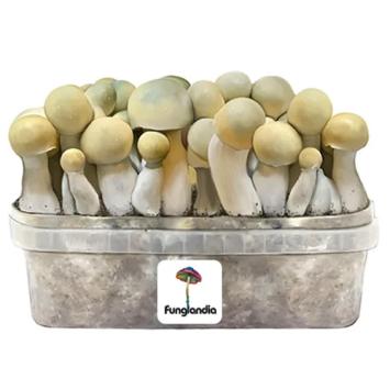 Bluey Vuitton Mushroom grow kit - Funglandia