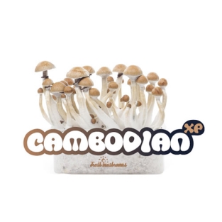 100% MYCELIUM Cambodian - Mushroom growkit 1200cc