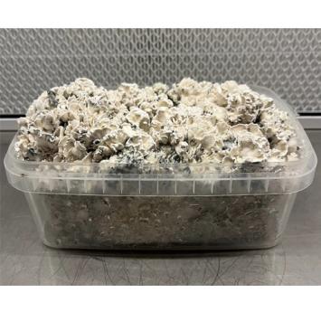 Enigma Magic mushroom grow kit - Funglandia