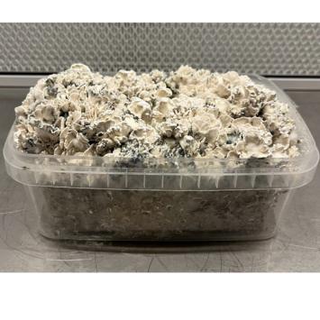 Enigma Magic mushroom grow kit - Funglandia