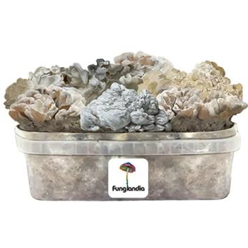 Enigma Magic mushroom grow kit - Funglandia