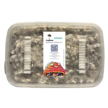 Enigma Kit de culture de champignons magiques - Funglandia