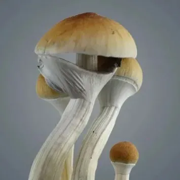 Golden Teacher Growkit – Royale Flush