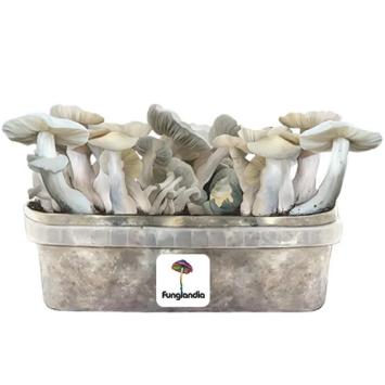 Jack Frost Kit de culture de champignons magiques - Funglandia