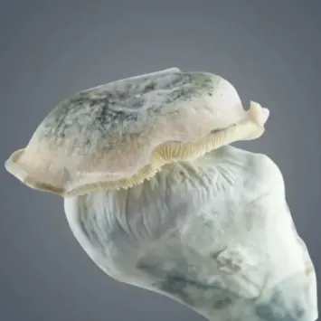 Melmac 116 Growkit – Royale Flush