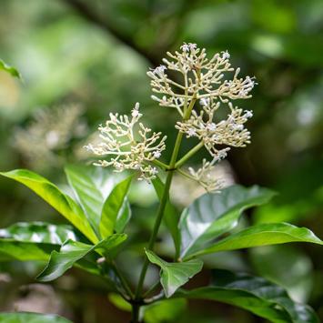 Psychotria viridis - Chacruna 10 zaden