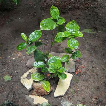 Psychotria viridis - Chacruna 10 graines