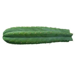 San Pedro - Trichocereus pachanoi