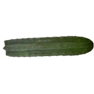 Peruvian Torch - Trichocereus peruvianus