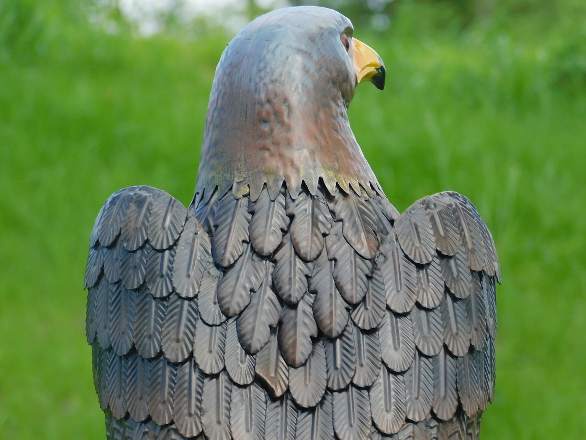 Eagle-Hawk in schönen Farben, wunderbares Bild