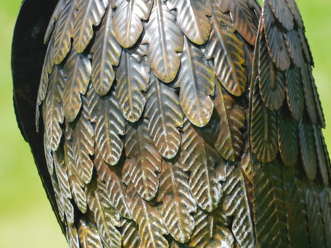 Eagle-Hawk in schönen Farben, wunderbares Bild