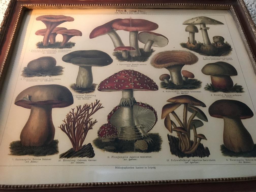 Wandschmuck mit Holzrahmen - Pilze mit Namen - Deutsch und Latein