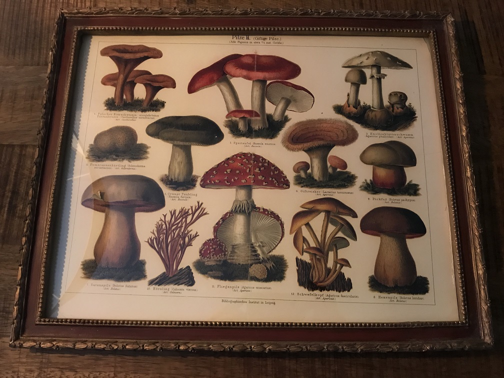 Een wandornament met houten omlijsting - paddenstoelen met naam - Duits en Latiijns