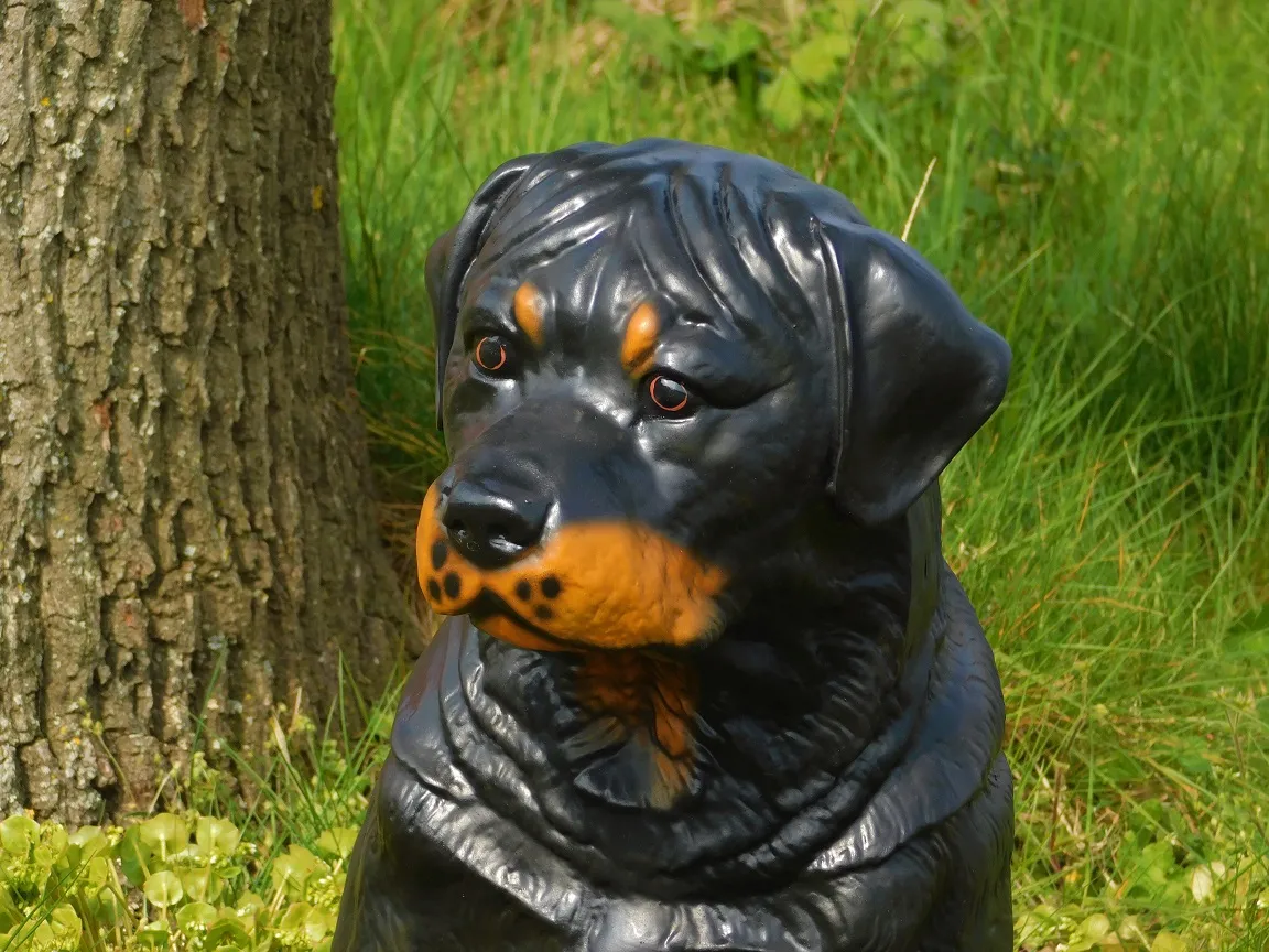 Beeld rottweiler zittend – hoogte 65 cm – polystone