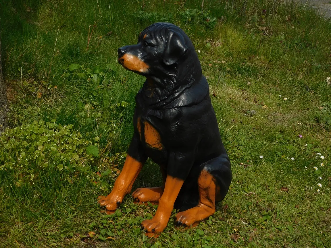 Beeld rottweiler zittend – hoogte 65 cm – polystone
