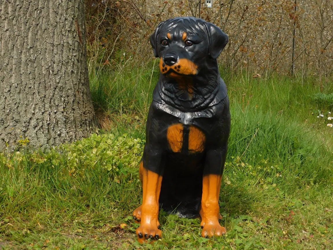 Beeld rottweiler zittend – hoogte 65 cm – polystone
