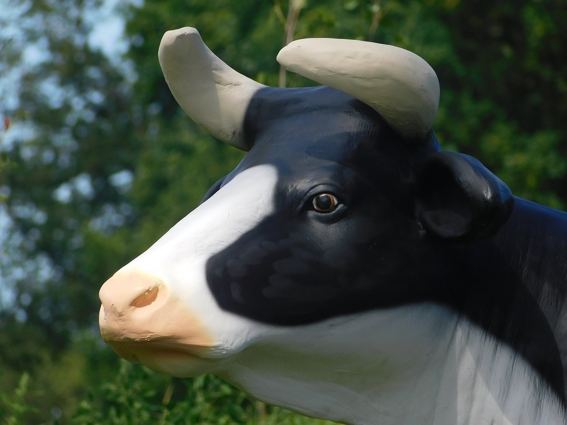 Mooie sculptuur van een koe, prachtig in kleur gezet, echte eye-catcher!!