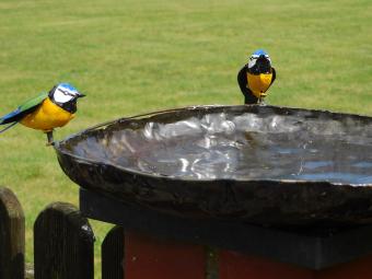 Bain d'oiseaux artisanal – métal – 2 oiseaux – 45 cm
